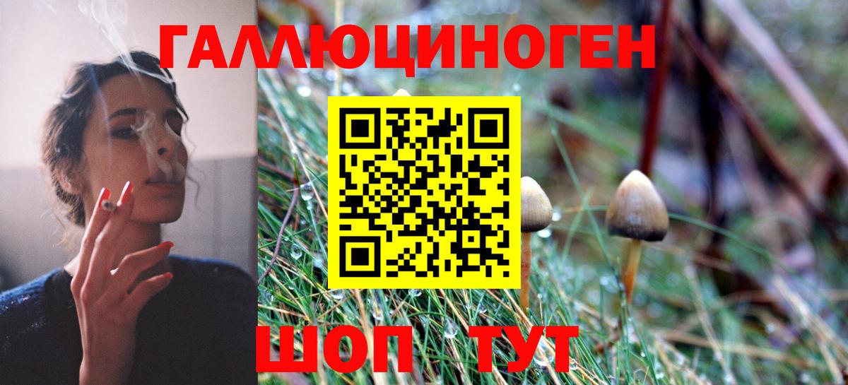 Псилоцибиновые грибы Psilocybe Владимир